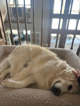 Images Leash and Love LLC