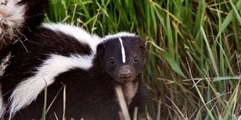 3 Steps for Dealing With a Skunk in Your Yard Taylor's Weed & Pest Control LLC Hobbs (575)492-9247