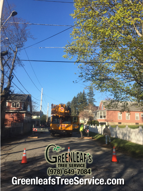 Greenleaf's Tree Service Photo