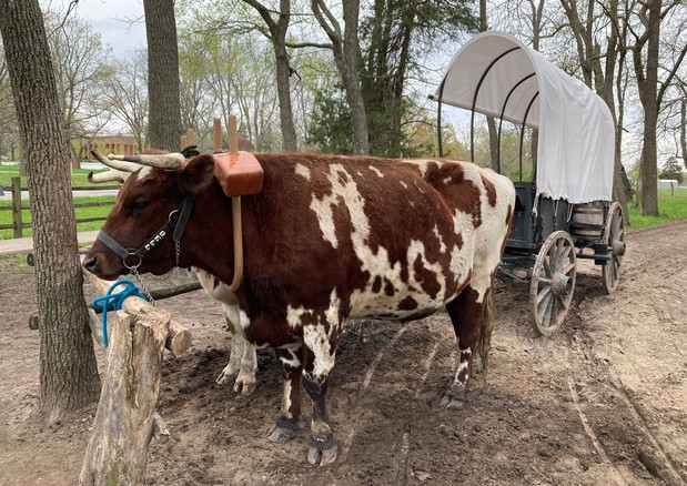 Images Oxen Experience