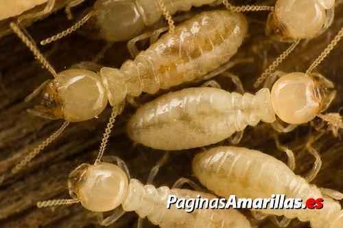 Images A.C. Plagues Urbanes