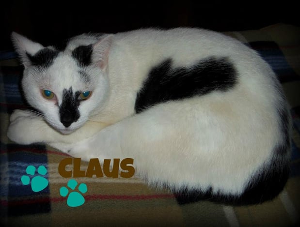 Images Whiskers 'N Paws In Home Pet Sitting