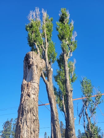Images McMillan Tree Service