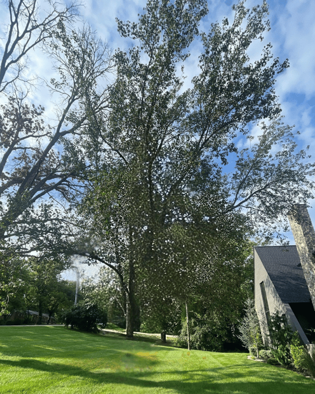 Images Tree Masters of Tennessee