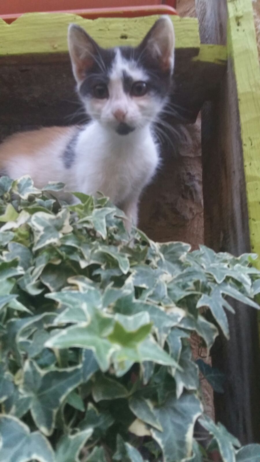 Images Casa Rural Calle Real