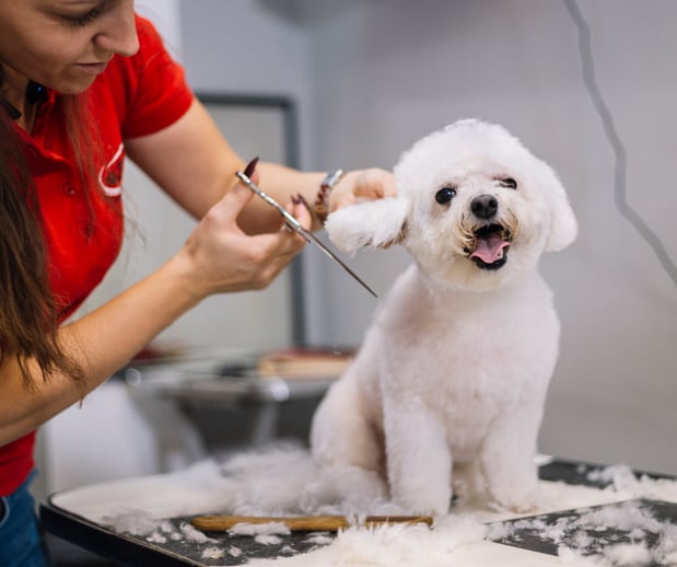 Images San Diego Grooming Academy
