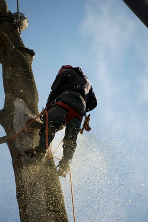 Images Kelley's Tree Service