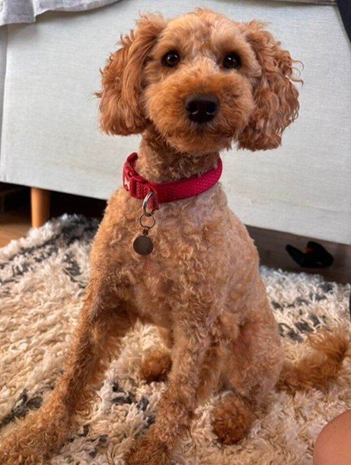 Images Scruff To Buff Dog Grooming