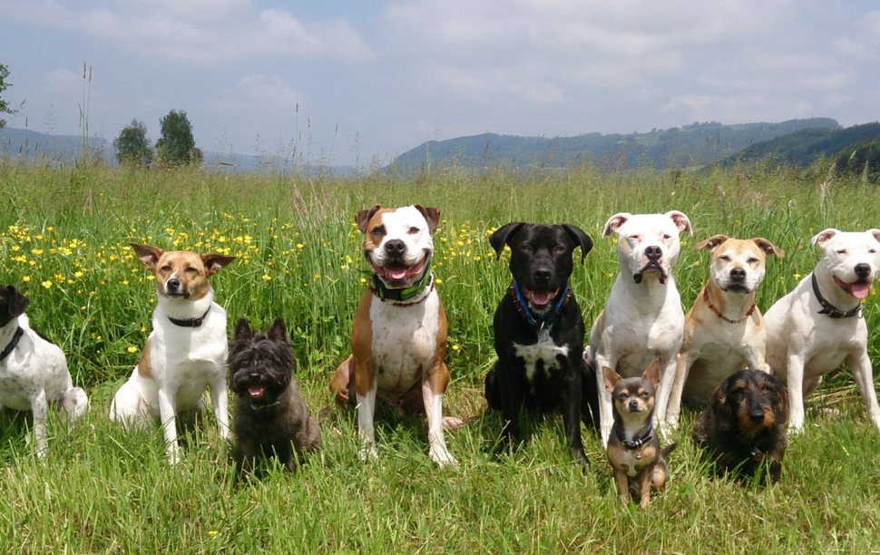 Bilder Hundeschule DOGS4LIFE.CH