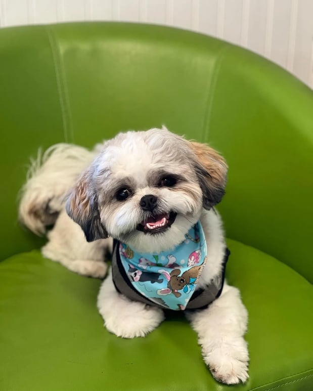 Images Pamper Your Pet II