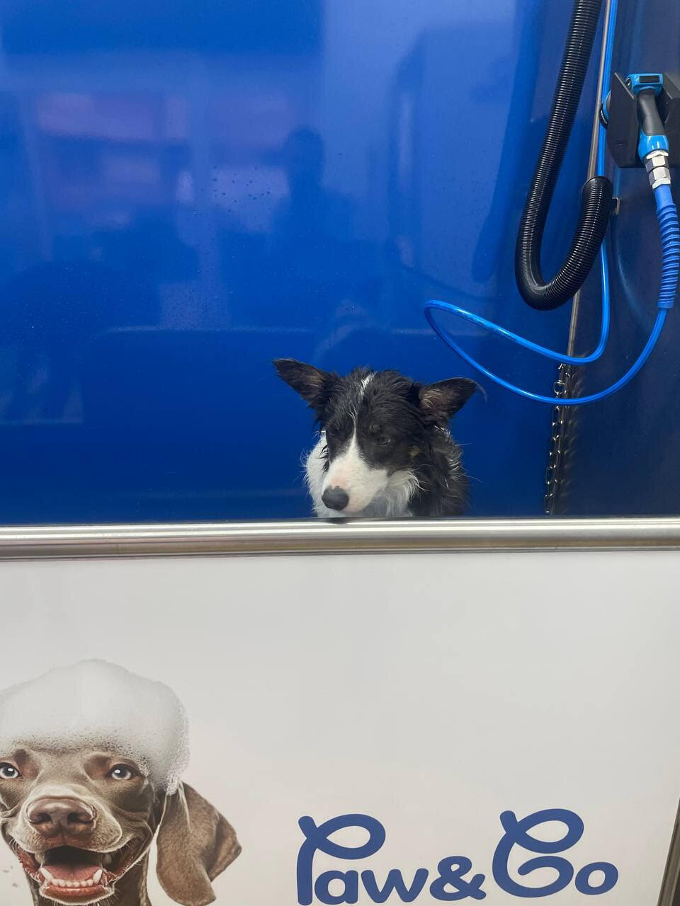 Images Paw&Go - Autolavado de perros y peluquería canina