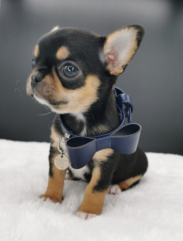Images Allevamento Chihuahua Maksivon Lombardia