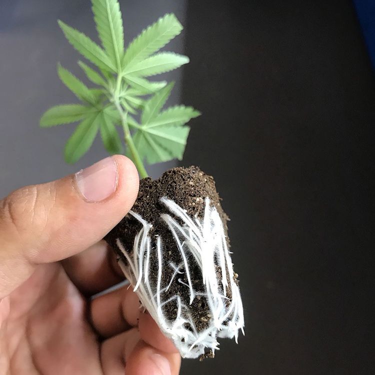 Sensimilla Affoltern am Albis, Zürichstrasse 67 in Affoltern am Albis