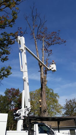 Images Keil Tree Experts Inc