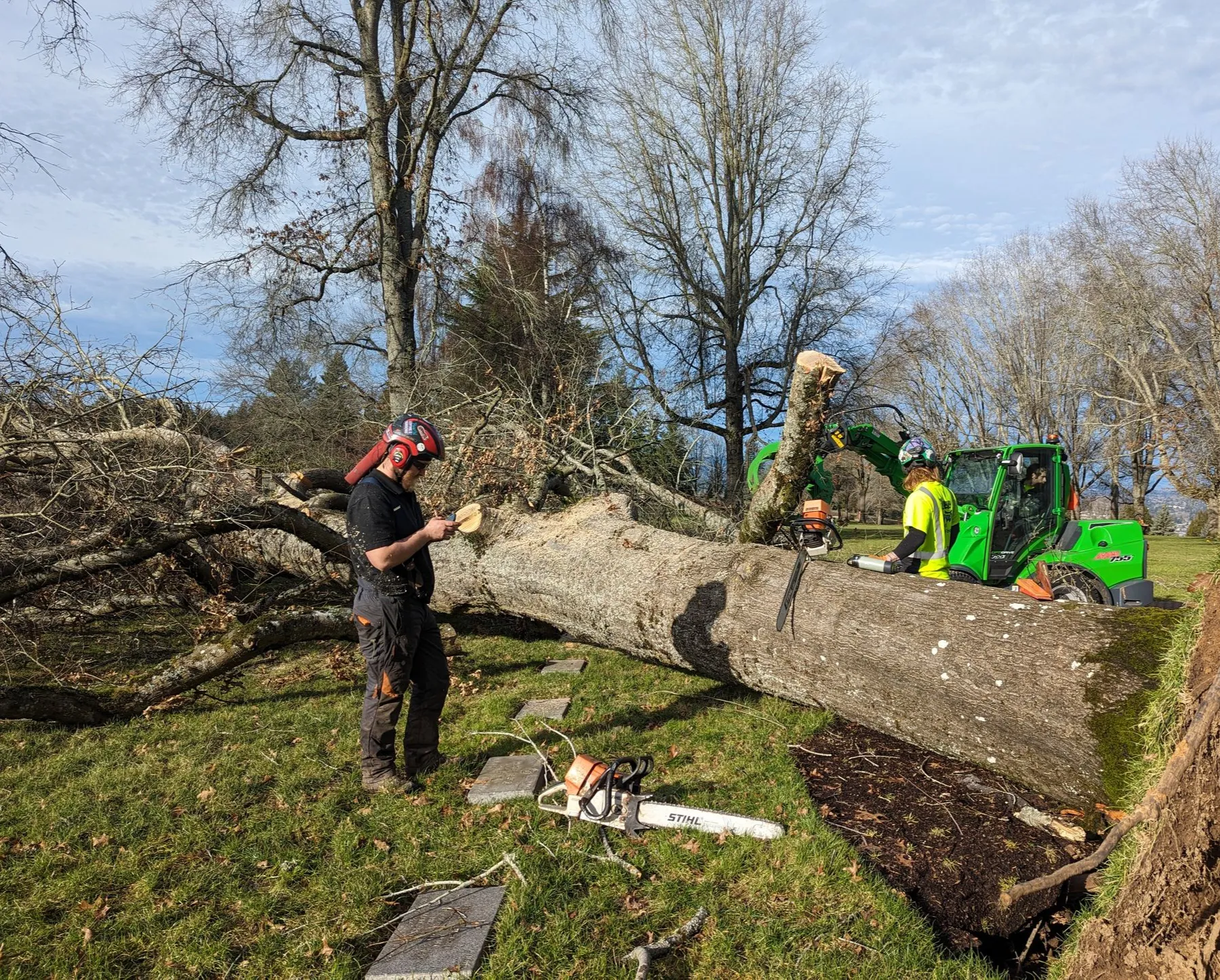 Crew members manage a massive fallen tree using specialized equipment and chainsaws. The scene highl 