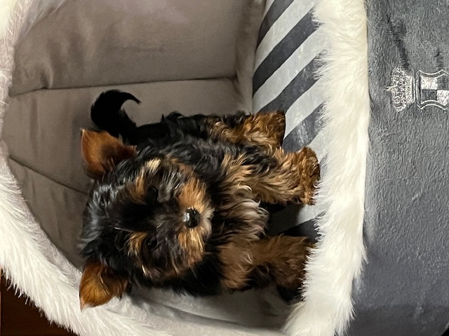 Bild 5 von DieHaustierSeite - Uschi Kasbauer