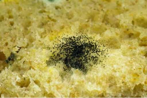 Image of black mold spores growing.