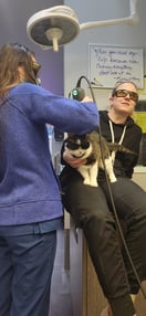 Images VCA Peone Pines Animal Hospital