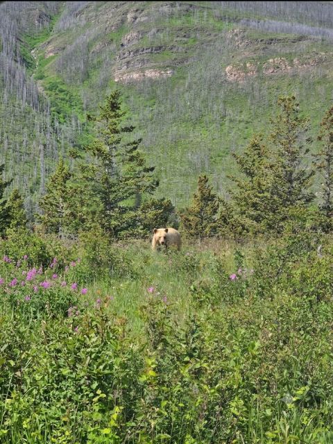 bear.jpg