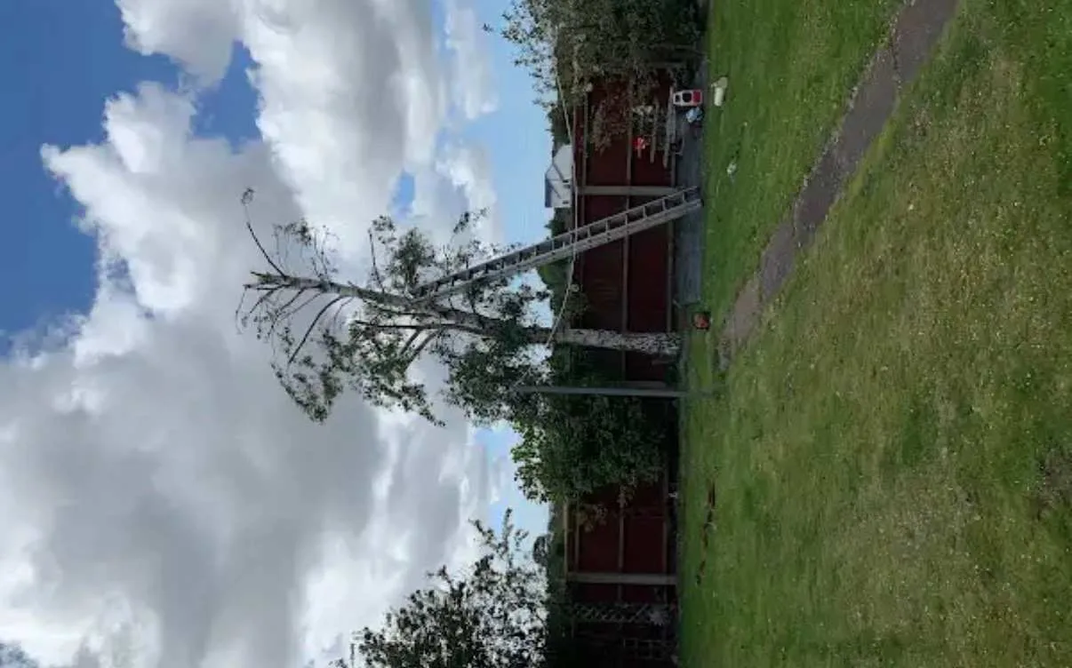 Images Tree Doctors & Landscaping