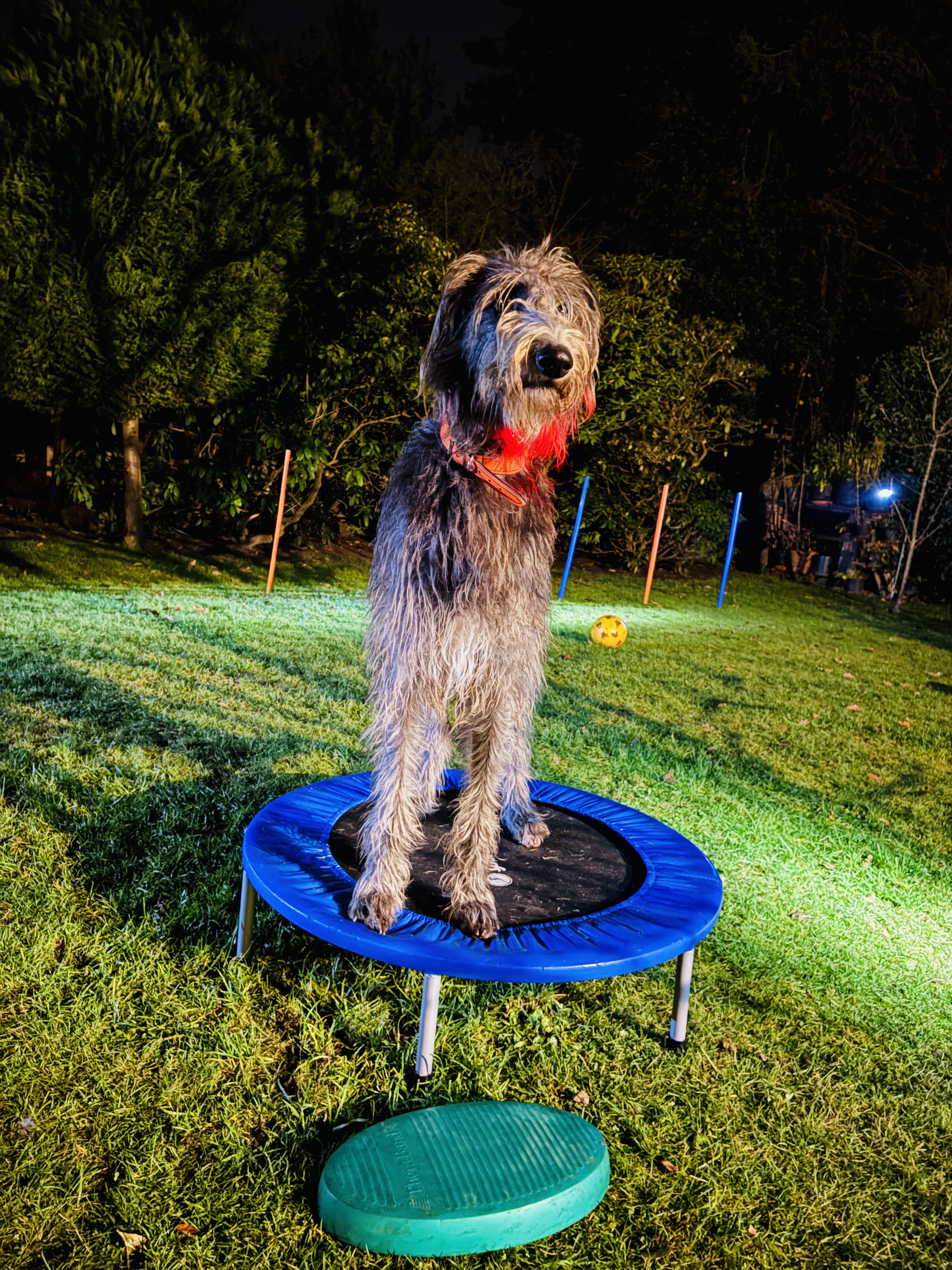 Hundecollege Hamburg, Farnstieg 9 in Hamburg