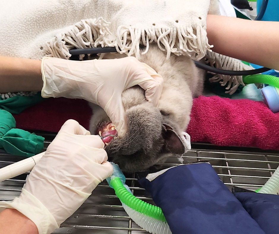 Images Streatham Hill Veterinary Surgery