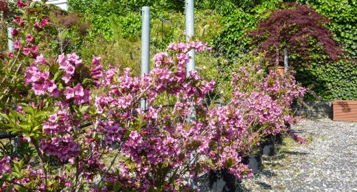 Bild 1 von Garten Weilinger