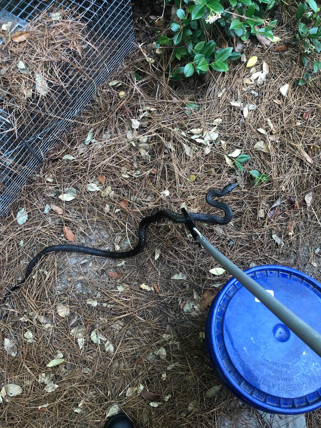 We removed this Rat snake from a house in Columbia, South Carolina. Snakes often enter crawl spaces and attics while hunting their prey.