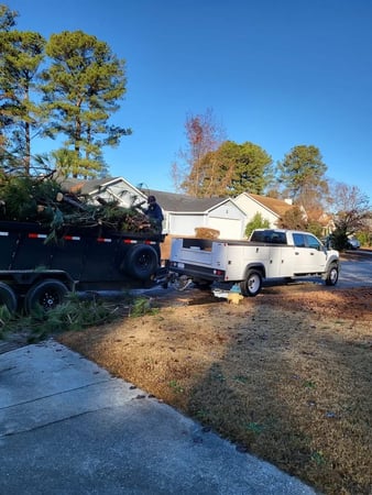Images Carolina Tree Experts