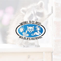 World Class Wildlife Removal & Rodent Remediation Logo