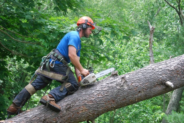 Images Colonial Tree Service