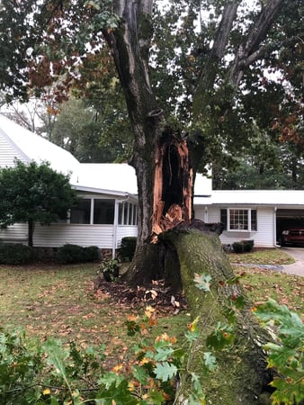 Images Danilo's Professional Tree Service & Landscaping Co