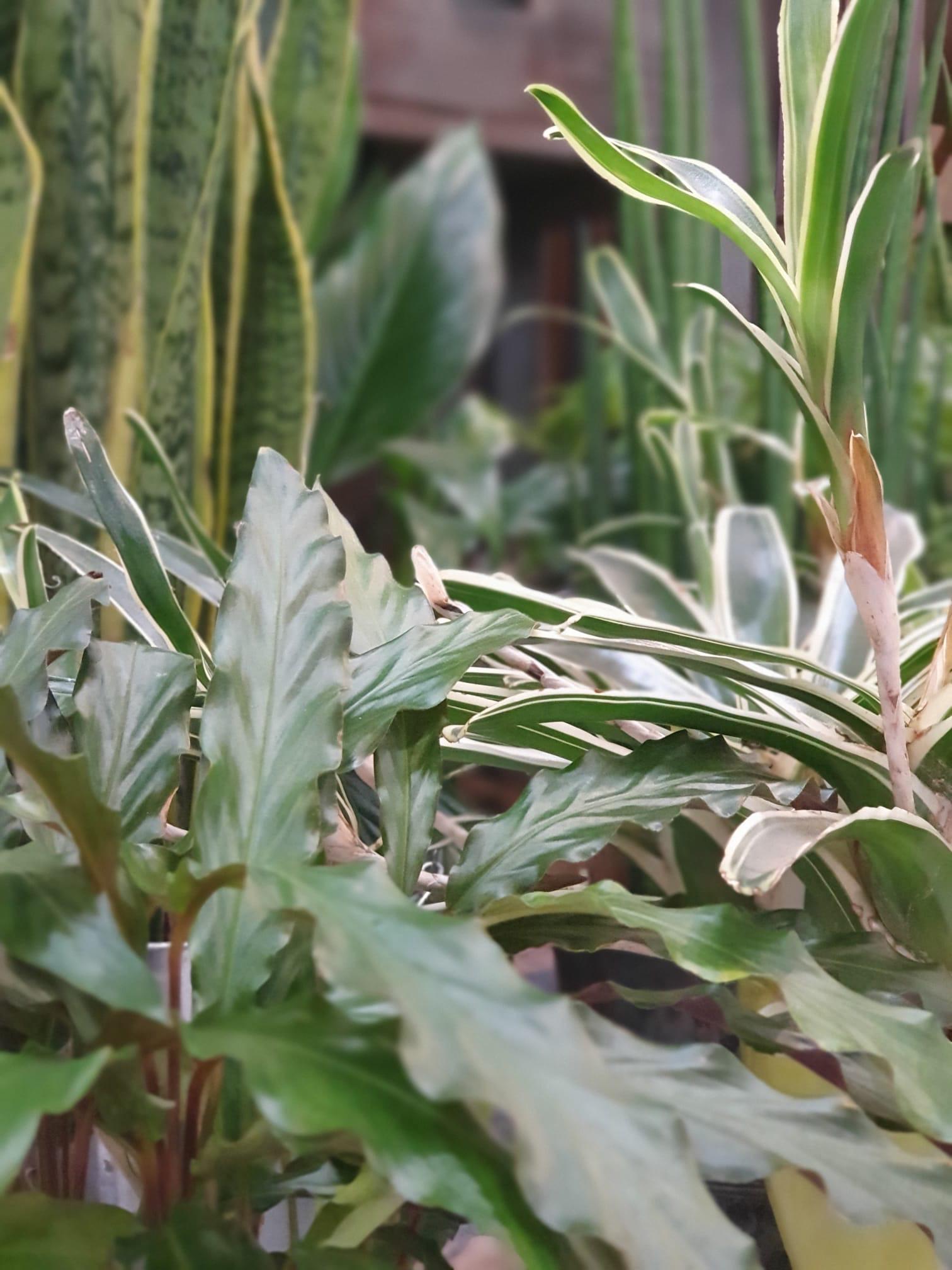 Bluemeträff Martin von Bergen GmbH, Wildenstrasse 14 in Neuhausen am Rheinfall