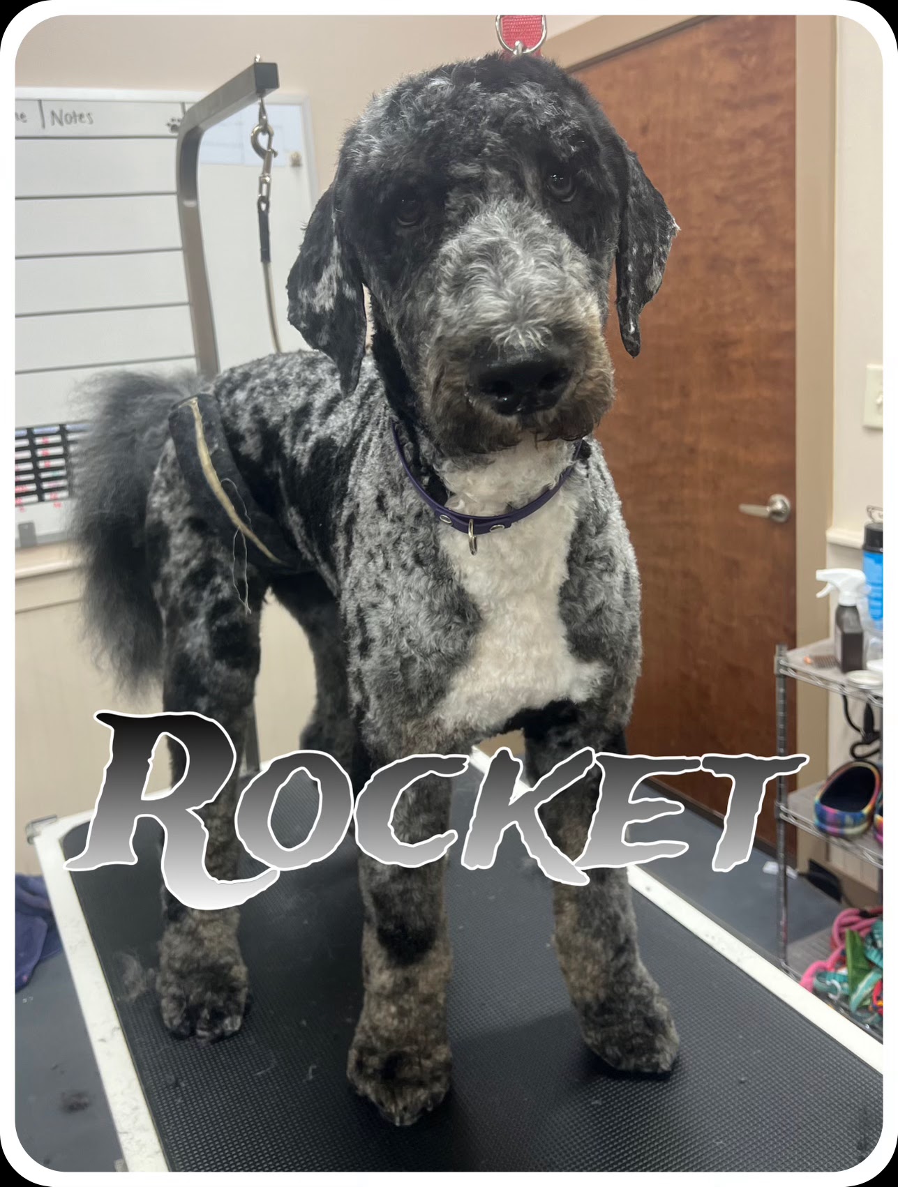 A black and grey poodle mix named Rocket is standing on a grooming table. The dog has a fluffy coat with patches of black and grey, and a white chest. It is wearing a purple collar. The background includes a whiteboard with notes, a wooden door, and shelves with grooming supplies. The word "ROCKET" is superimposed on the image in large, stylized letters.