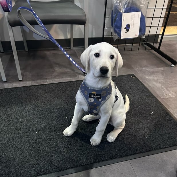 Images VCA Peone Pines Animal Hospital