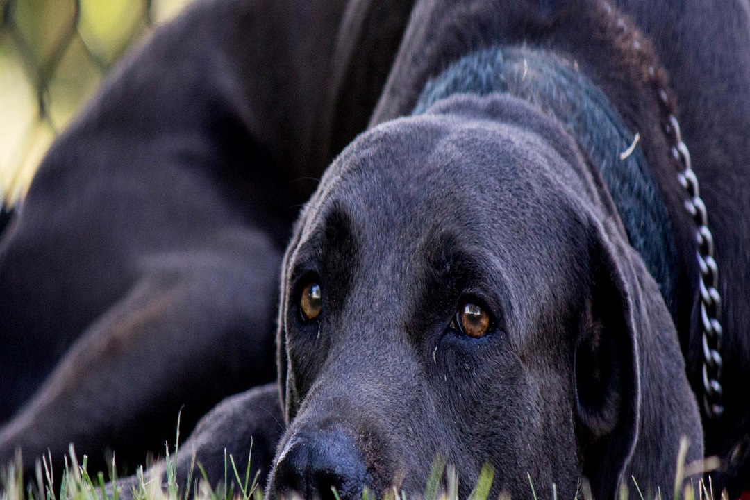 Images Litchfield Veterinary Hospital