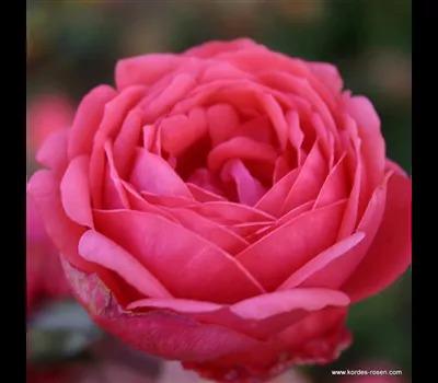 Rose 'Gartenprinzessin Marie-Jose'_Zanker Gartenbau