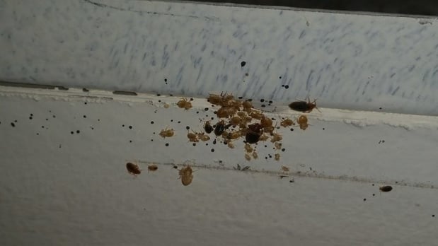 Images Xtreme Pest Management Inc