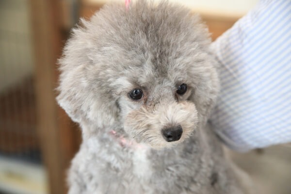 Images わんわんスタイルANNE