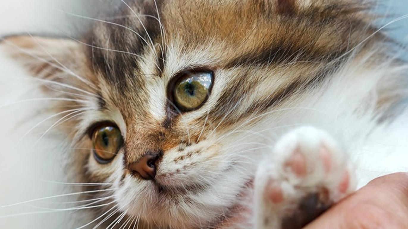 Images Billund Dyreklinik - Vetgruppen A/S