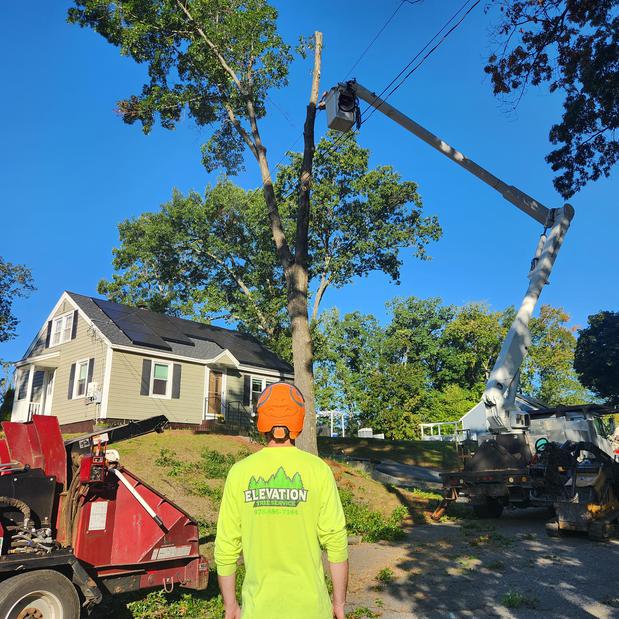 Images Elevation Tree Service
