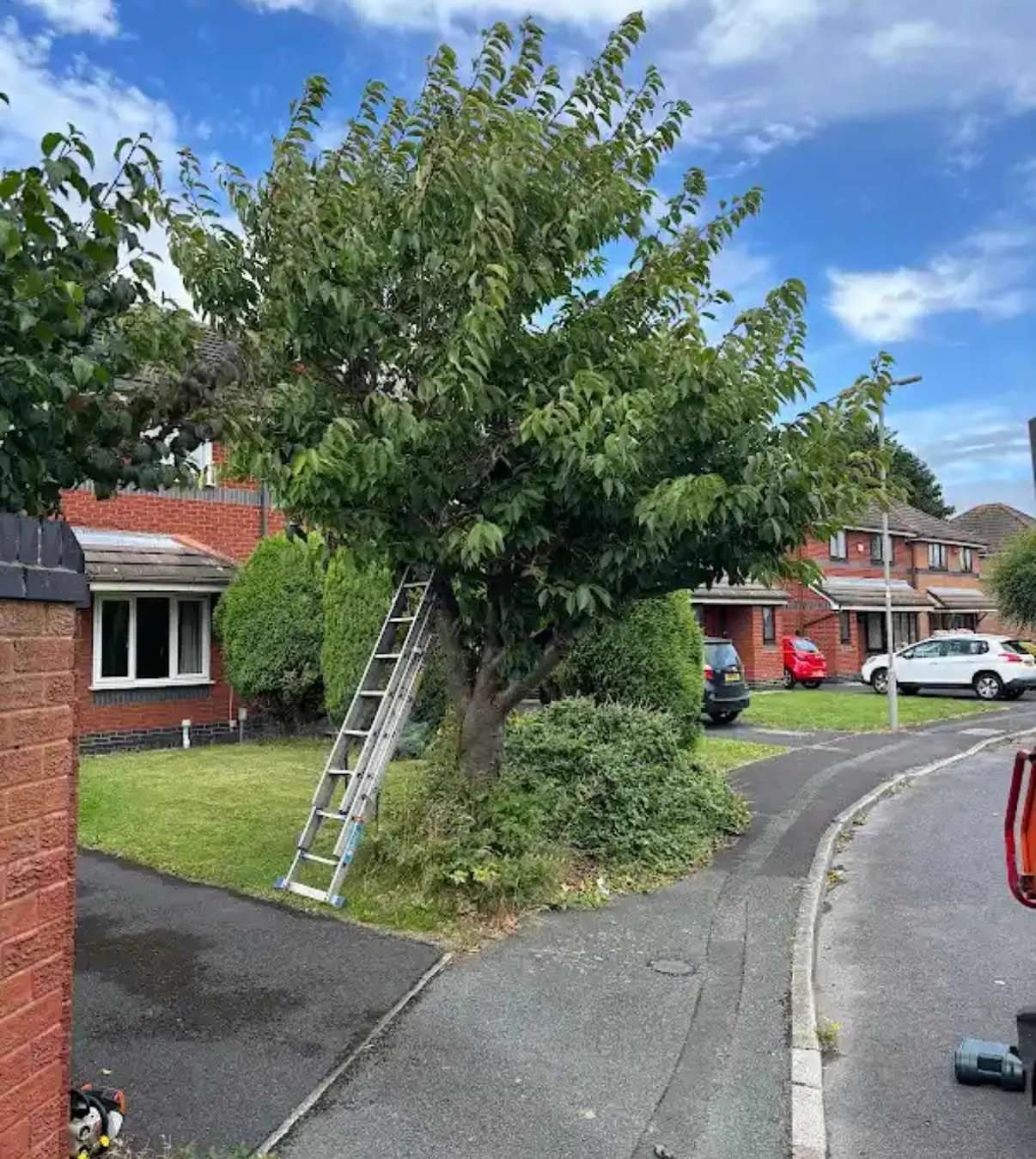 Images Tree Doctors & Landscaping