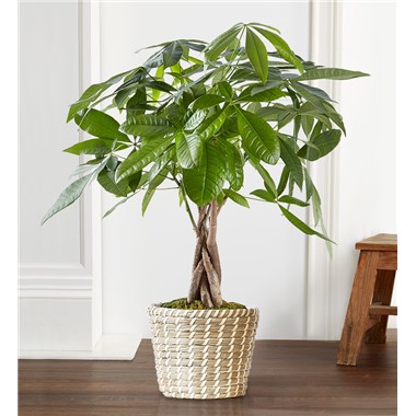 Known in certain cultures to bring good luck and fortune, the Money Tree offers a wealth of benefits—from dressing up the décor with its cool, braided trunk to bringing a fresh energy to any space. And according to Feng Shui practice, it can help reduce stress and anxiety. Details: Money Tree Plant features a uniquely braided trunk with clusters of green leaves at top Container may vary Medium measures overall approximately 28-30"H Small measures overall approximately 10-14"H