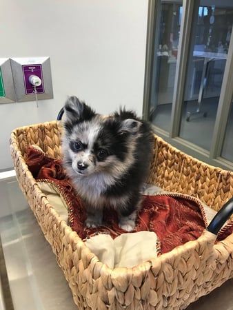 Images West Side Veterinary Hospital