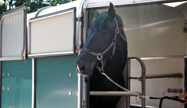 Images Burnell Horse Transport