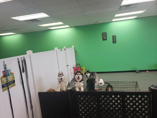 Images Highland Pets