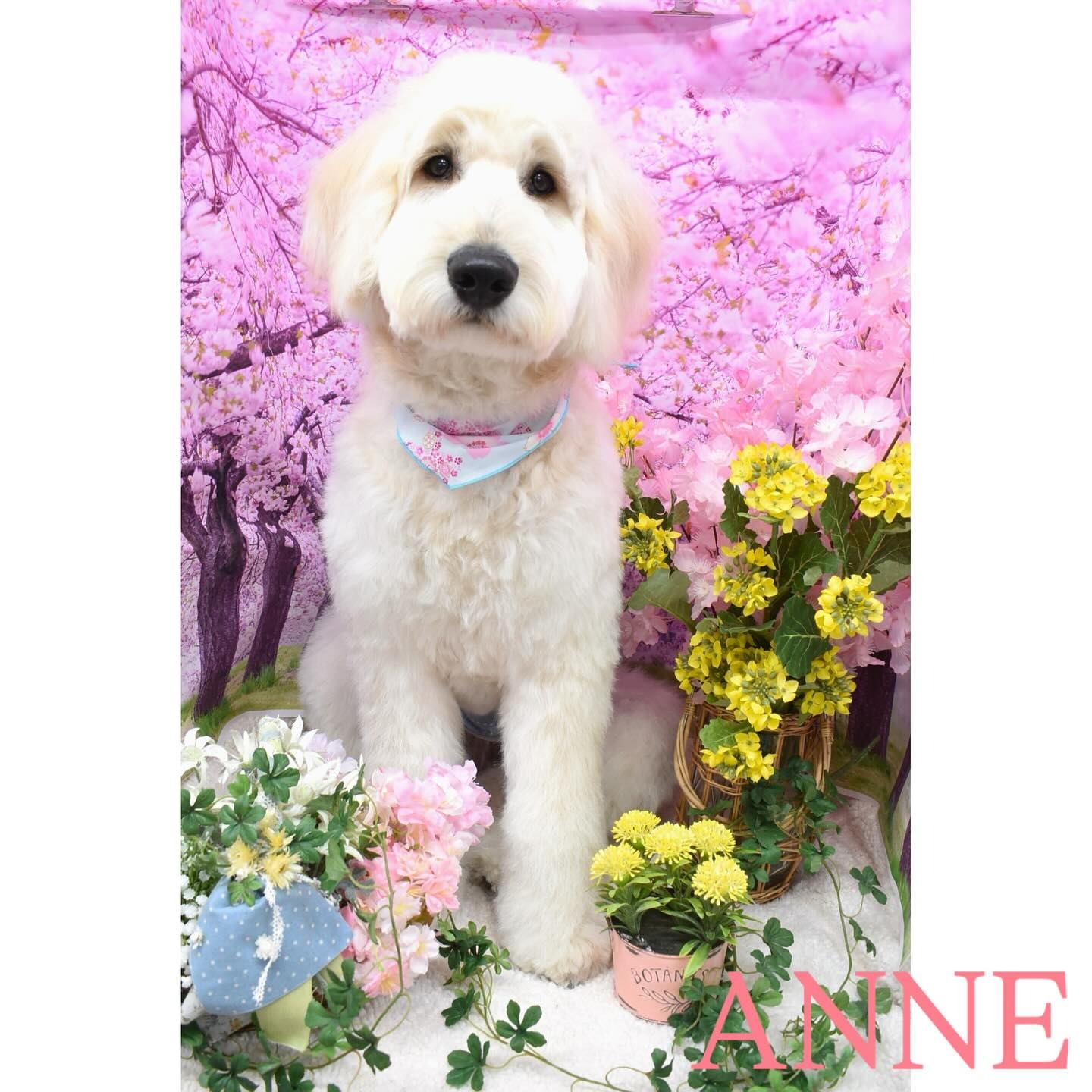 Images わんわんスタイルANNE