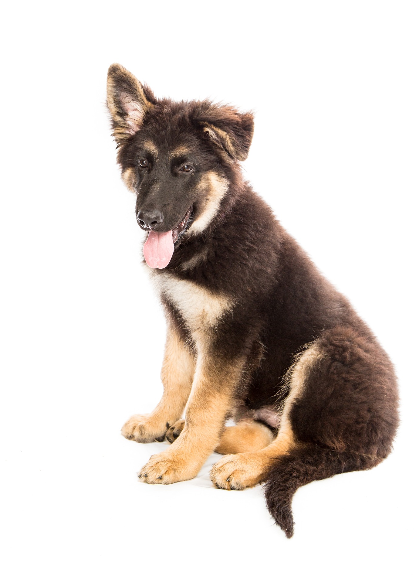 United Canine Training LLC