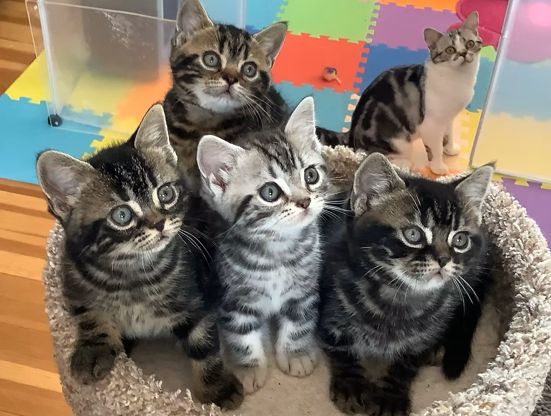 BiAmeriKitty American Shorthairs