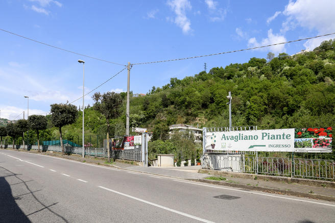 Images Vivaio Avagliano Piante